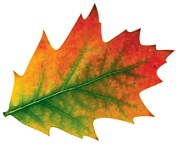 Украшение на скотче Осенний набор, Яркие листья, 11*11 см, 10 шт.